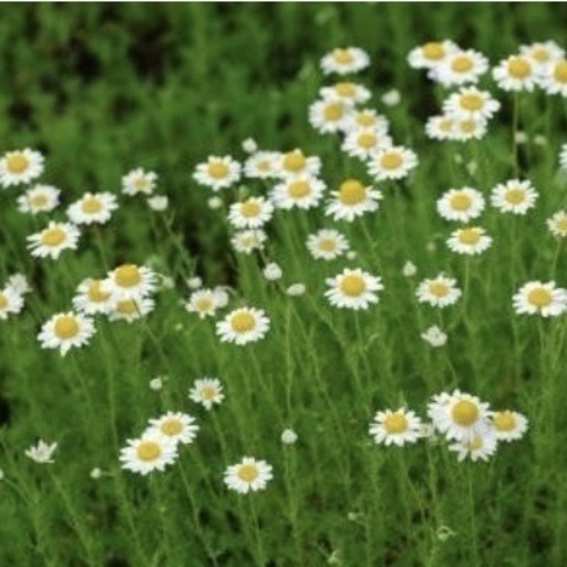 ハーブ苗 ローマンカモミール とも 長岡天神の家庭用品 ガーデニング の中古あげます 譲ります ジモティーで不用品の処分