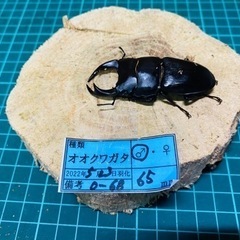 【ネット決済】⑦オオクワガタ   新成虫ペアの販売