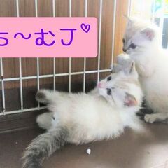 中止★超☆子猫ラッシュ!! in瀬戸◇保護猫の臨時譲渡会2022...