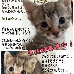 中止★超☆子猫ラッシュ!! in瀬戸◇保護猫の臨時譲渡会2022年6月25日（土）～ 非営利団体　ちーむ にゃいんず − 愛知県