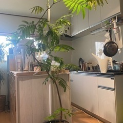 観葉植物を安く譲ります