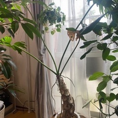 観葉植物安く売ります