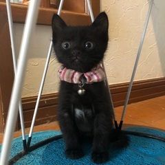 生後１か月メスの黒猫ちゃんです