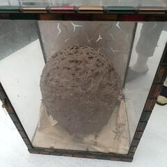 【骨董品？】巨大蜂の巣とガラスのケース