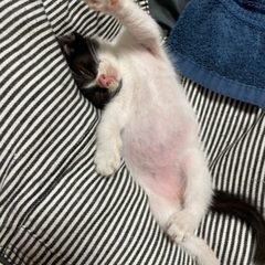 白黒、４ヶ月の男の子 - 猫