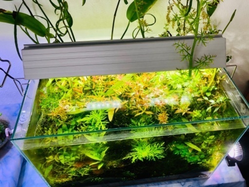 その他 ADA水槽+水草大量元気+水槽台などフルセット
