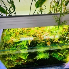ADA水槽+水草大量元気+水槽台などフルセット