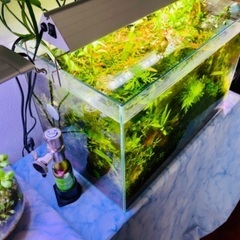 ADA水槽+水草大量元気+水槽台などフルセット
