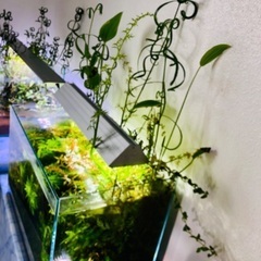 ADA水槽+水草大量元気+水槽台などフルセット