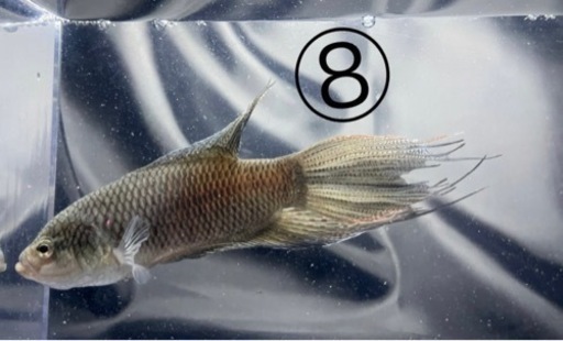 【新品、本物、当店在庫だから安心】 闘魚 ブラック ペア 1組限り その他