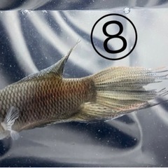 闘魚 ブラック ペア 1組限り