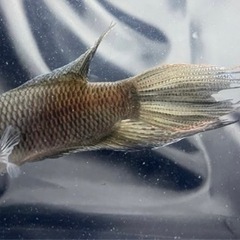 闘魚 ブラック ペア 1組限り