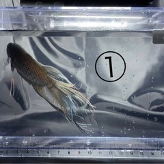 闘魚 ブラック ペア 1組限り