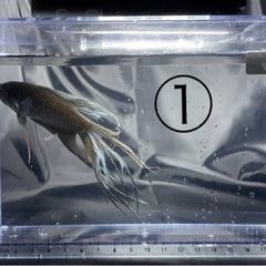 闘魚 ブラック ペア 1組限り