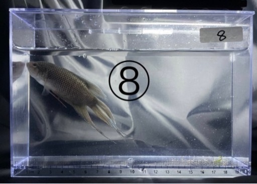 闘魚 ブラック ペア 1組限り