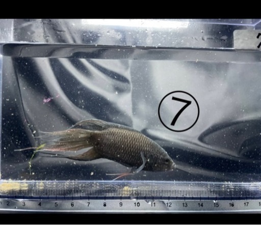 闘魚 ブラック No．7
