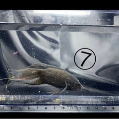 闘魚 ブラック No．7