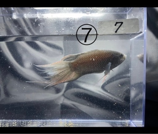 闘魚 ブラック Ｎｏ．7