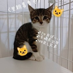 子猫　ガール　F F陰性　サバ白　蓮ちゃん