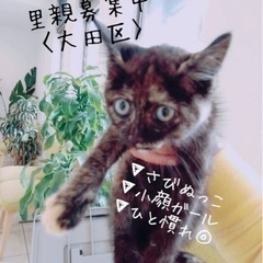 東京都 大田区の子猫の里親募集 無料であげます 譲ります ジモティー