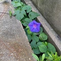 一緒に海沿いランニングしてくれる方