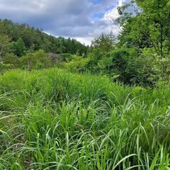 吉和ウッドワン美術館まで、約4 km の山林。年間レンタル。平米40円より。山林レンタル。 - 廿日市市