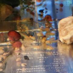 自家繁殖( 'ω' っ )白コリドラス稚魚4匹