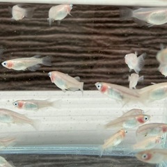 [裏庭めだか] 紅ほっぺ　めだかの稚魚10匹 - 和泉市