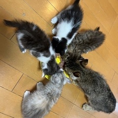 子猫を保護しました。