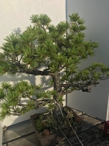 五葉松　盆栽
