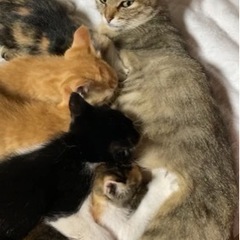 生後2ヶ月程の子猫です