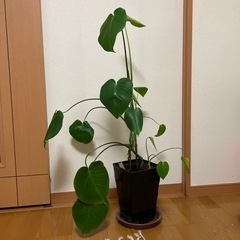 観葉植物(モンステラ、ポトス)