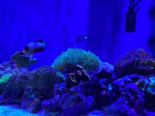 【海水魚】マルチカラーエンゼル