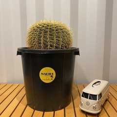 サボテンの王様 金鯱12号