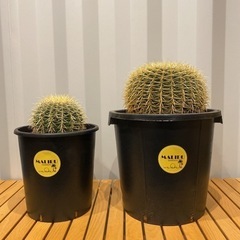 サボテンの王様 金鯱12号