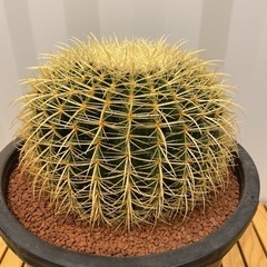 サボテンの王様 金鯱12号