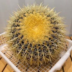 サボテンの王様 金鯱12号