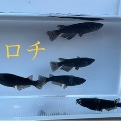 【ゆうメダカ】オロチメダカ　オス2匹メス3匹　合計5匹1000円