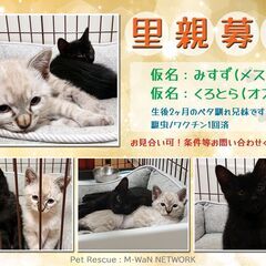 生後2ヶ月の子猫達～ 兄妹一緒に迎えて頂ける方に