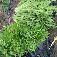 エンダイブ　苦菊　サラダ野菜