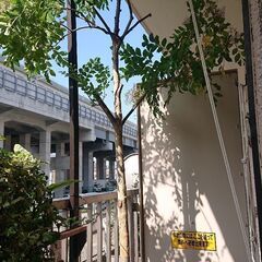 シマトネリコ 単木 樹高約2.2m