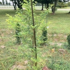 エゴノキ　150cm 庭木　シンボルツリー