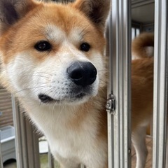 秋田犬　オス　12ヶ月