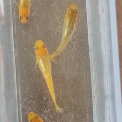 📣　竜章鳳姿　成魚　5匹