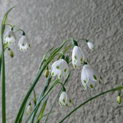 すずらん水仙の球根