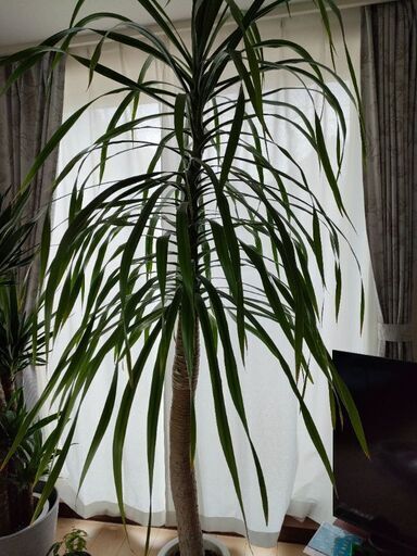 観葉植物 ドラセナ 【公式通販】