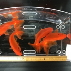Ｎo.14 ミックスの金魚　赤4匹(ちょっと大きめ) 