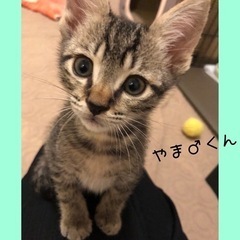 キジ子猫♪福岡市南区にて【子猫ふれあい譲渡会開催！】