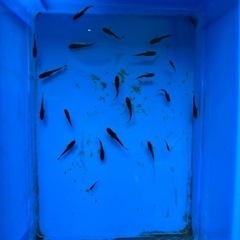 カイジ 本家血統 普通体型  幼魚、若魚混合10匹 メダカ 光体...