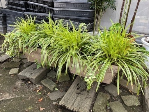 ヤブランとヘデラの寄せ植え2つで